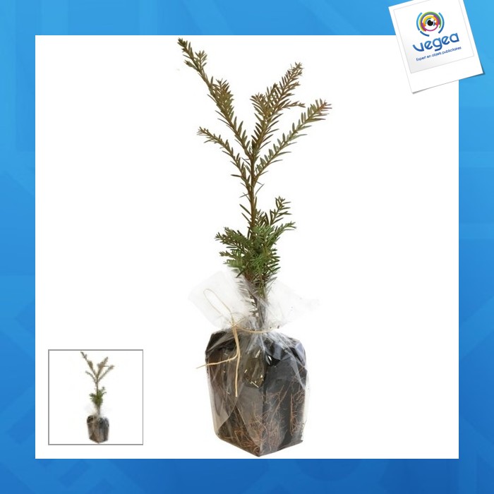 Plant arbre en sac à semer - résineux