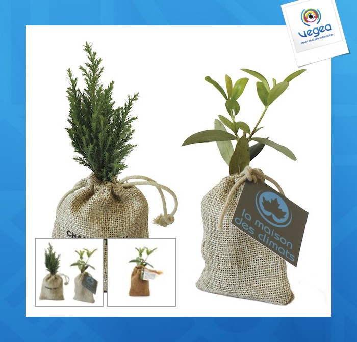 Mini plant d'arbre personnalisable en pochon : olivier, sapin, buis