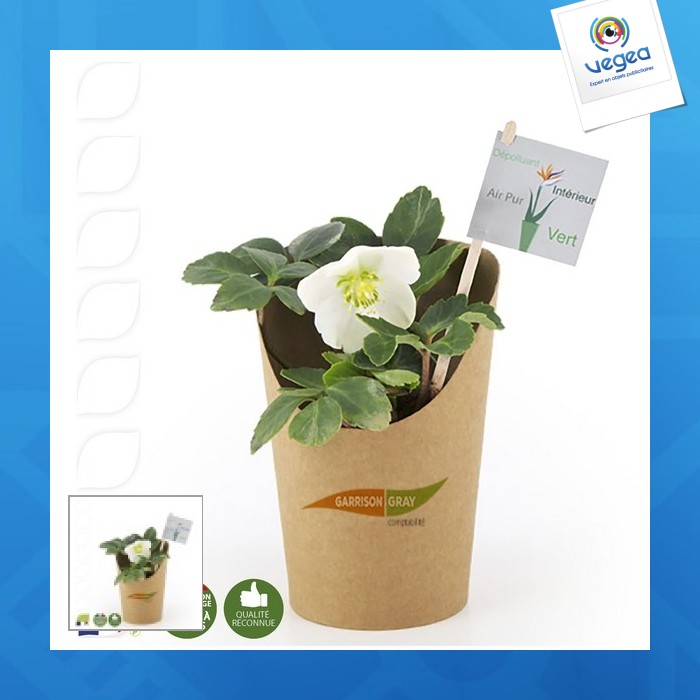 Rose de noël en pot Rose de noël en pot